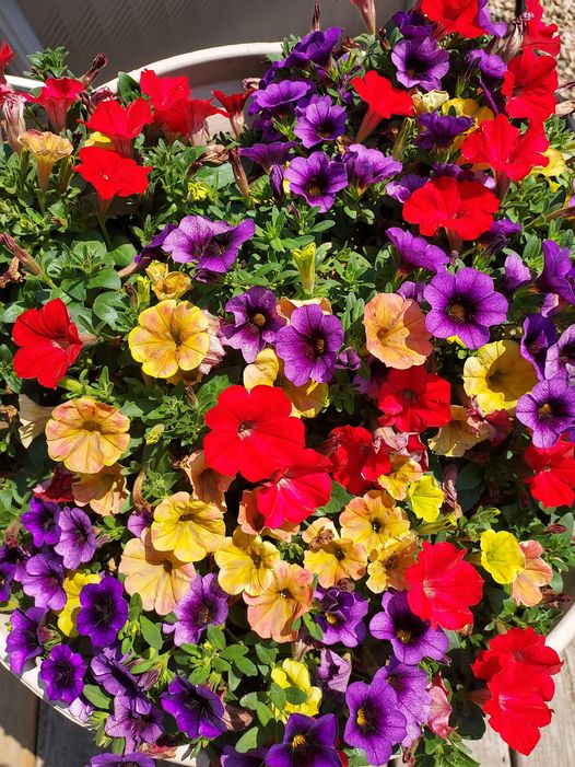 HALF OFF ALL ANNUALS, INCLUDING HANGING BASKETS!!