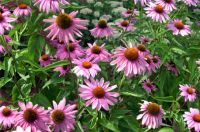 purple-coneflower1